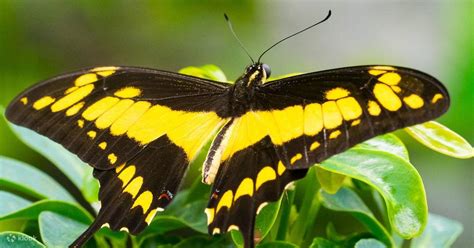 蝴蝶屋價格|Papilonia Butterfly House – 门票、价格、折扣、期待什么